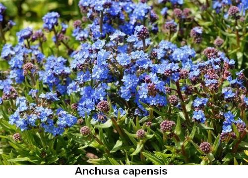 Anchusa capensis.jpg
